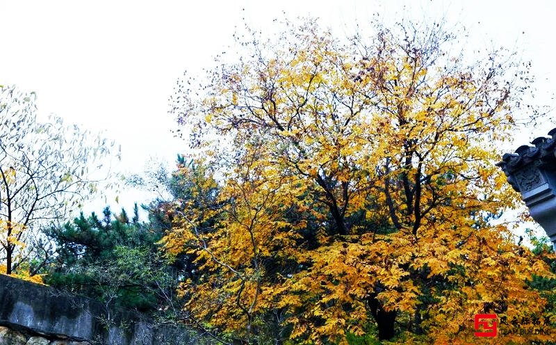 秋風蕭瑟，層林盡染